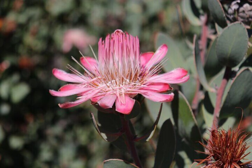 Protea Punctata