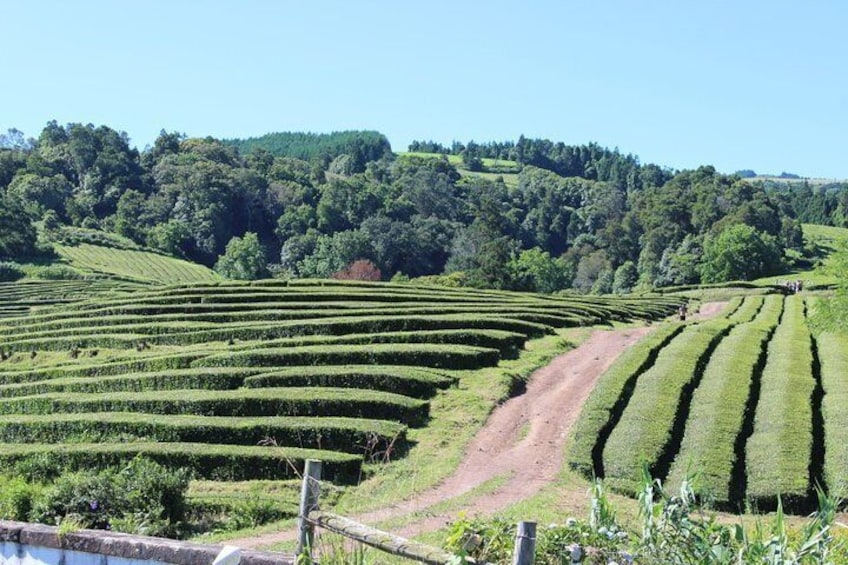 Half Day Furnas And Hot Springs