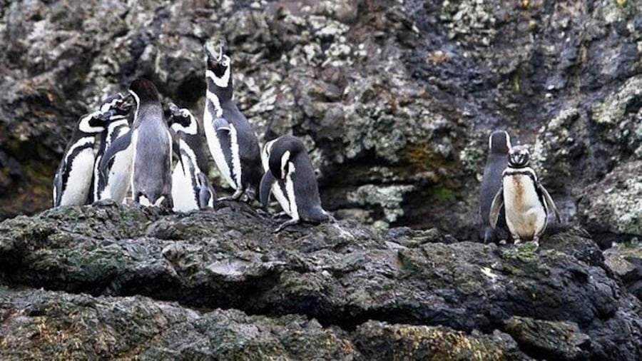 Penguin colonies, Puñihuil