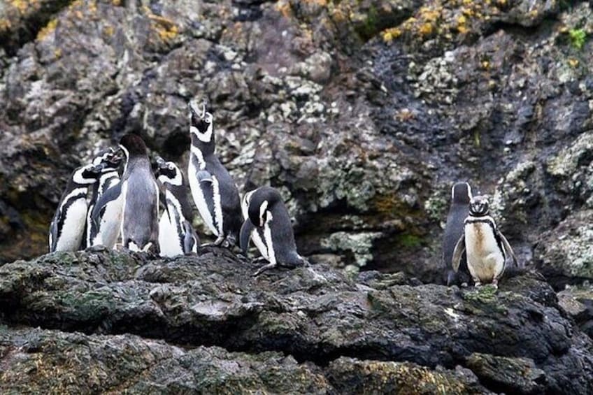 Penguin colonies, Puñihuil