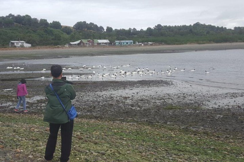 Chiloe Island - Puñihuil Tour