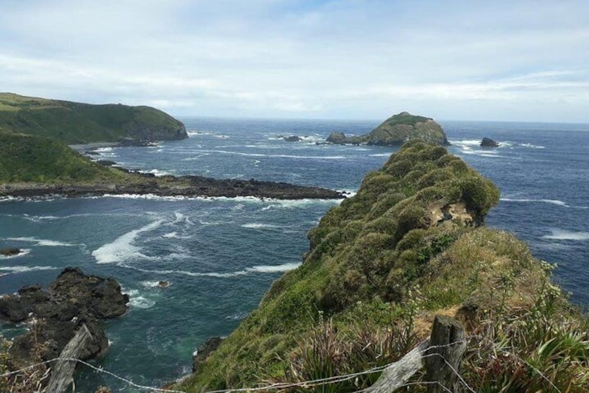 Chiloe Island - Puñihuil Tour