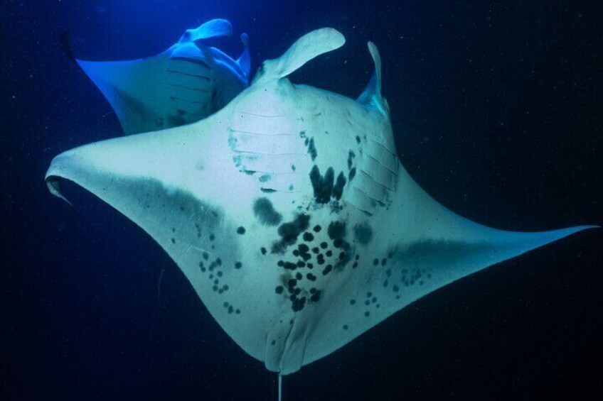 Manta Ray Night Snorkel, Experience of a Lifetime 