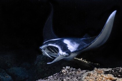 Una experiencia única de snorkel nocturno con mantarrayas