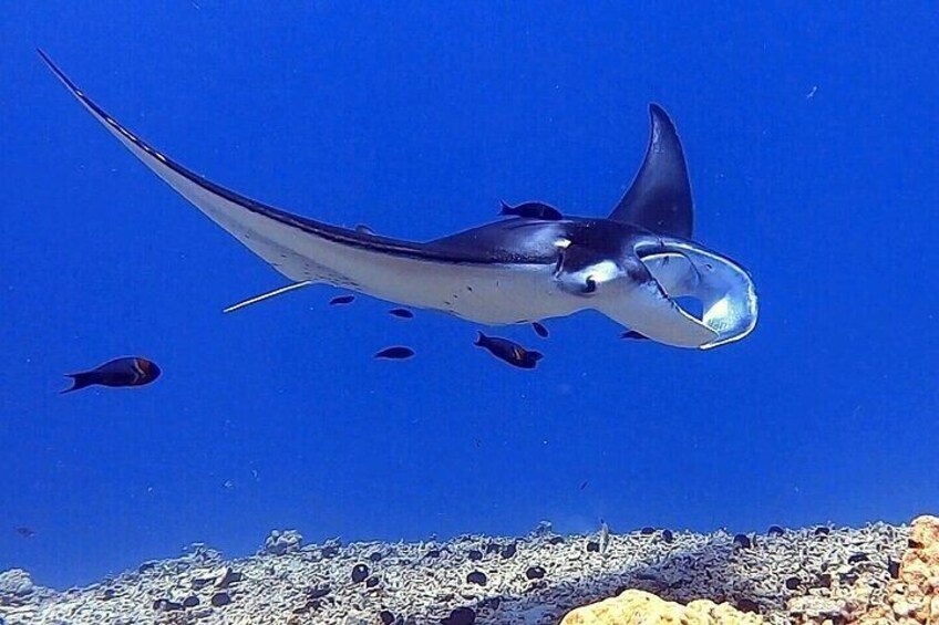 Manta Ray Night Snorkel in Kailua-Kona, HI