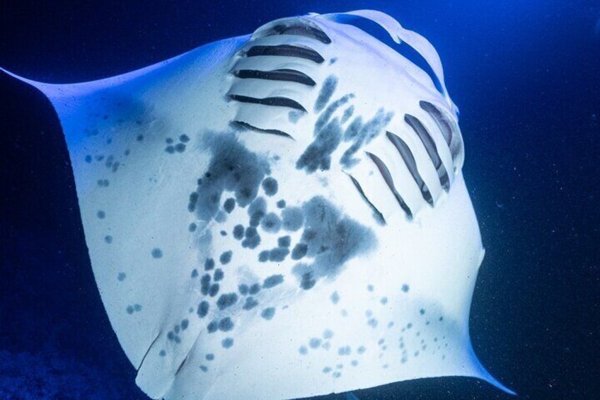 Manta Ray Night Snorkel, Experience of a Lifetime 