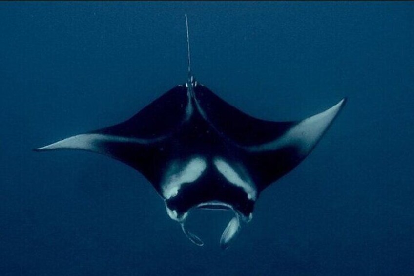 Manta Ray Night Snorkel in Kailua-Kona, HI