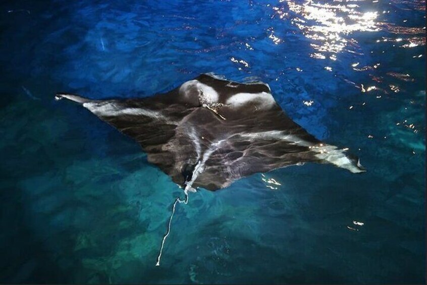 Manta Ray Night Snorkel in Kailua-Kona, HI