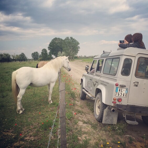 Picture 1 for Activity Camargue: Safari from Saintes-Maries-de-la-Mer