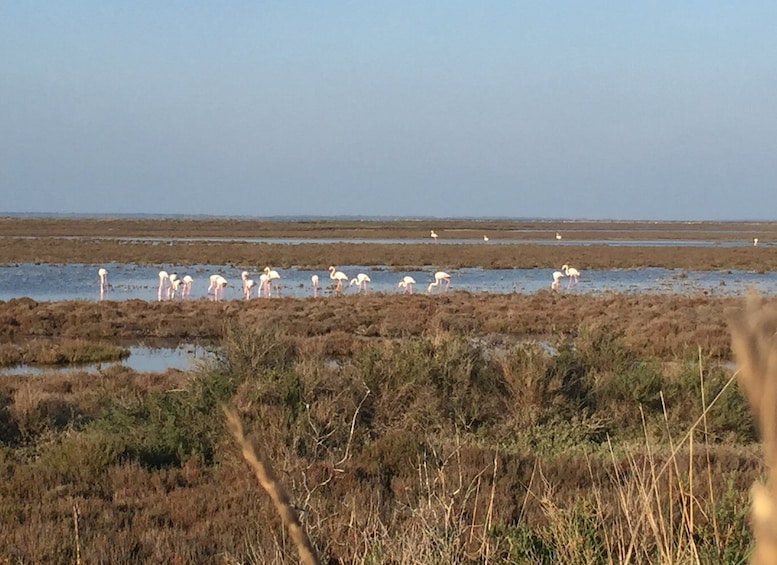 Picture 4 for Activity Camargue: Safari from Saintes-Maries-de-la-Mer