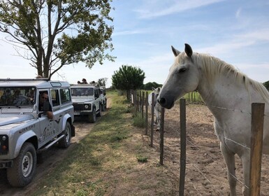 Camargue: Safari dari Saintes-Maries-de-la-Mer