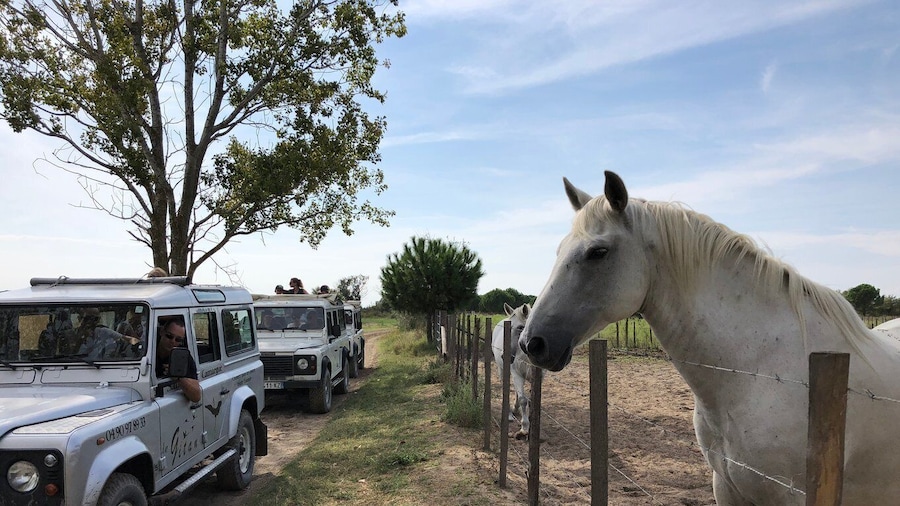 Camargue: Safari from Saintes-Maries-de-la-Mer