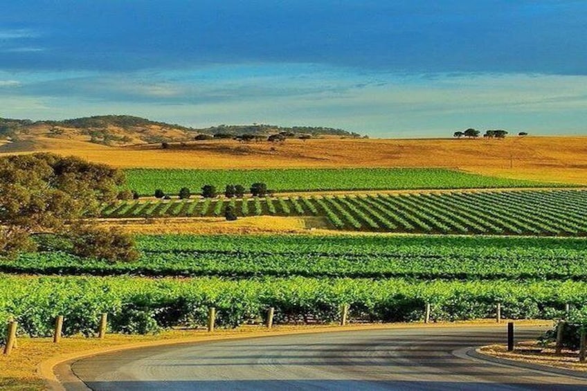 Private Group 1-10 Tour to Barossa Valley or McLaren Vale or Clare from Adelaide