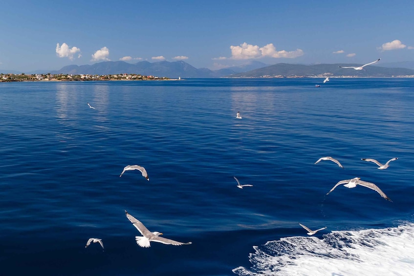 Picture 3 for Activity Athens: Guided Day Trip to Aegina Island with Swimming