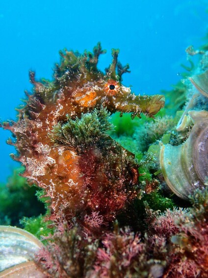 Picture 9 for Activity Lanzarote: Try Scuba Diving for Beginners - 2 Dives