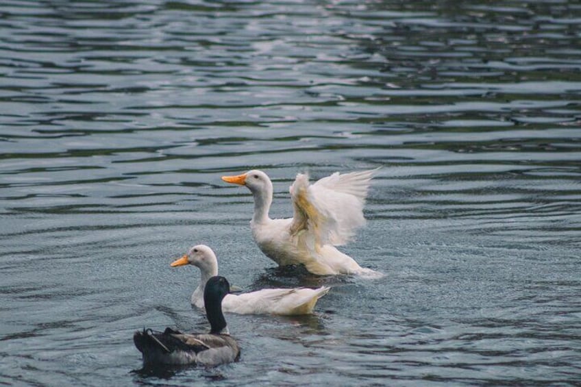 Tauranga: Daytime Scenic Lake McLaren Tour