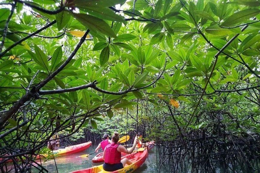 Kayak or canoe through the lush mangroves of Bang Rong
