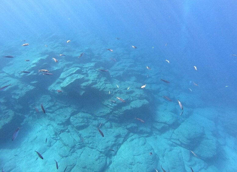 Picture 5 for Activity Tenerife: Underwater Lava Tongues Snorkel Excursion