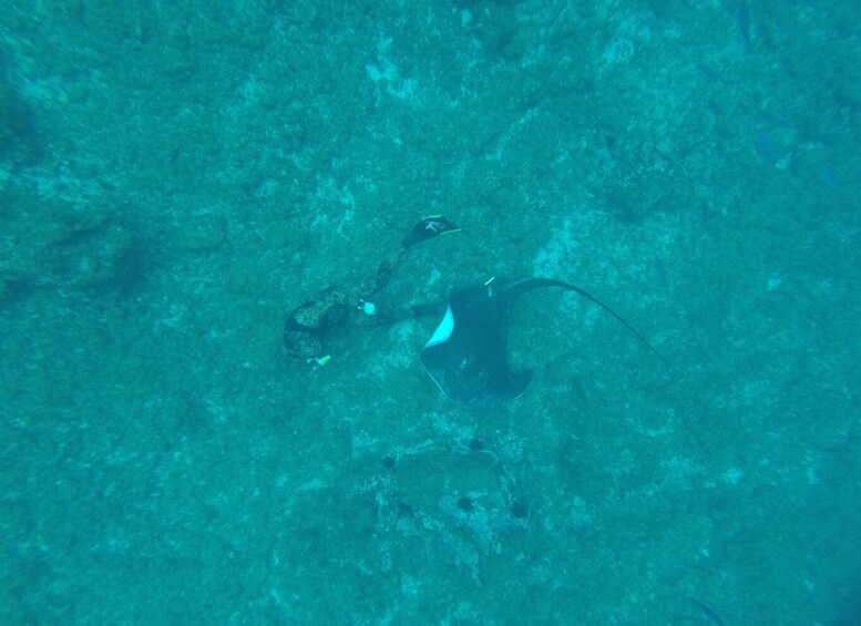 Picture 10 for Activity Tenerife: Underwater Lava Tongues Snorkel Excursion