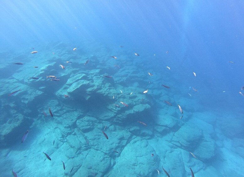 Picture 5 for Activity Tenerife: Underwater Lava Tongues Snorkel Excursion