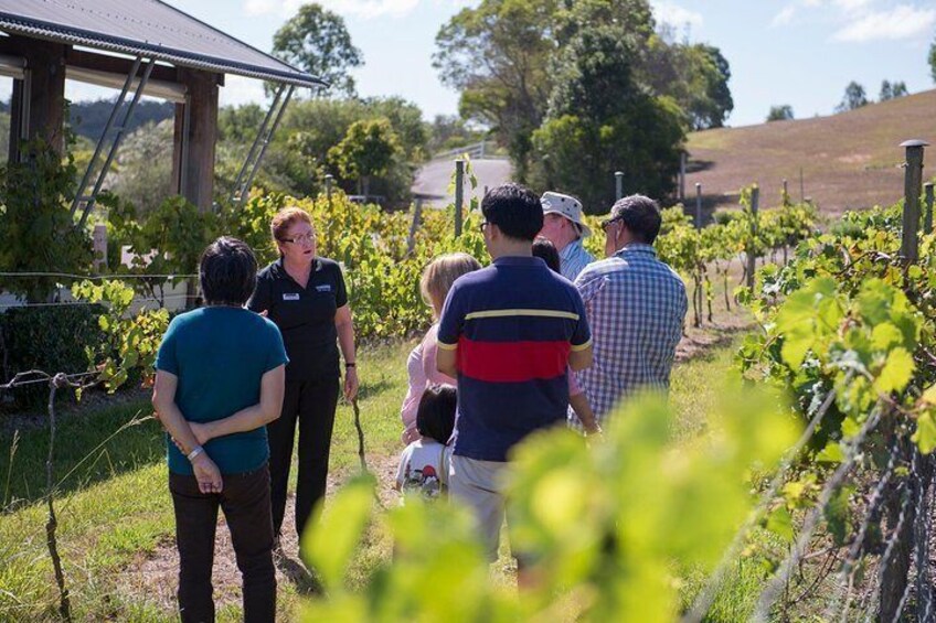 Tour through the vineyard