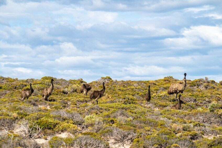 Port Lincoln Full-day Exploration Tour