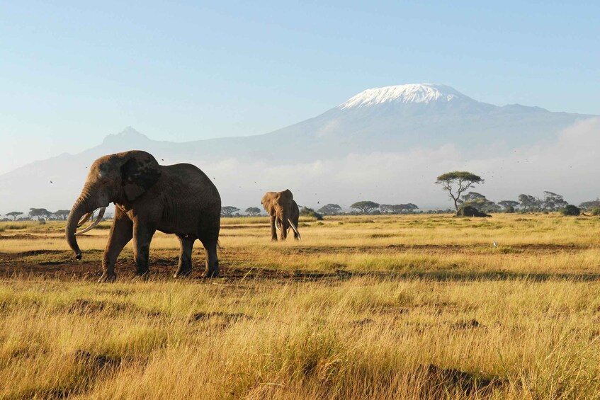 Picture 5 for Activity Nairobi: 3-Day Amboseli National Park Camping Safari