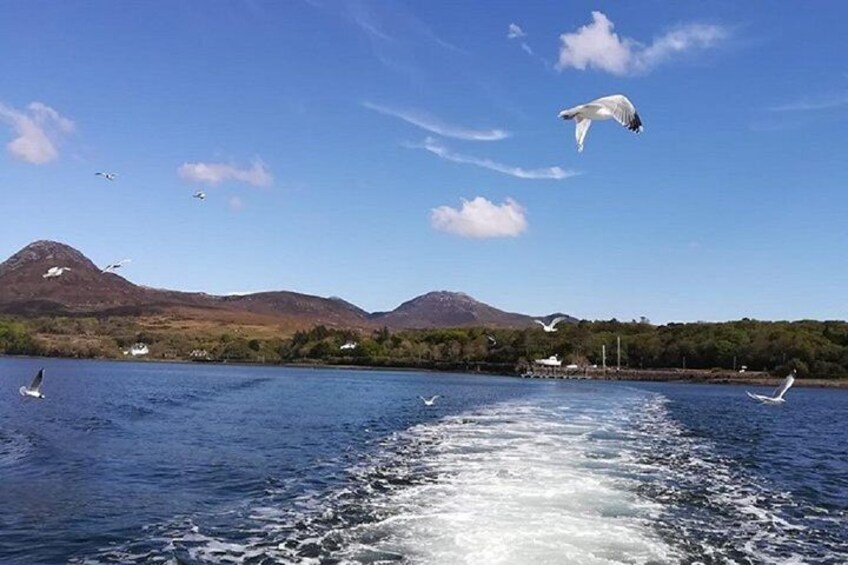 Connemara & Inishturk Island wildlife watching cruise. Private guided Full-day 