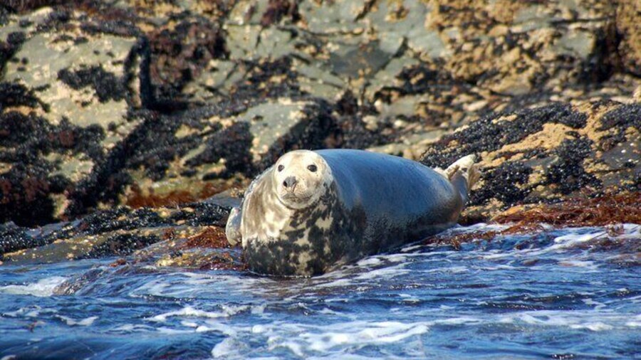 Discover marine wildlife in Ireland