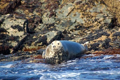 Connemara & Inishturk Island wildlife watching cruise. Private guided Full-...