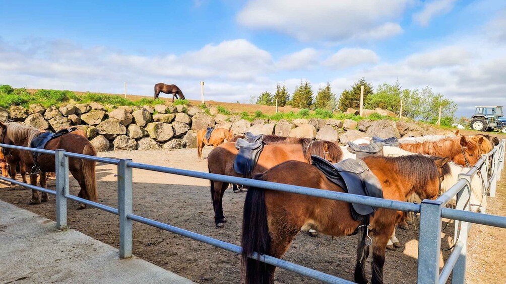 Picture 5 for Activity Reykjavik: Red Lava Horse Riding Tour