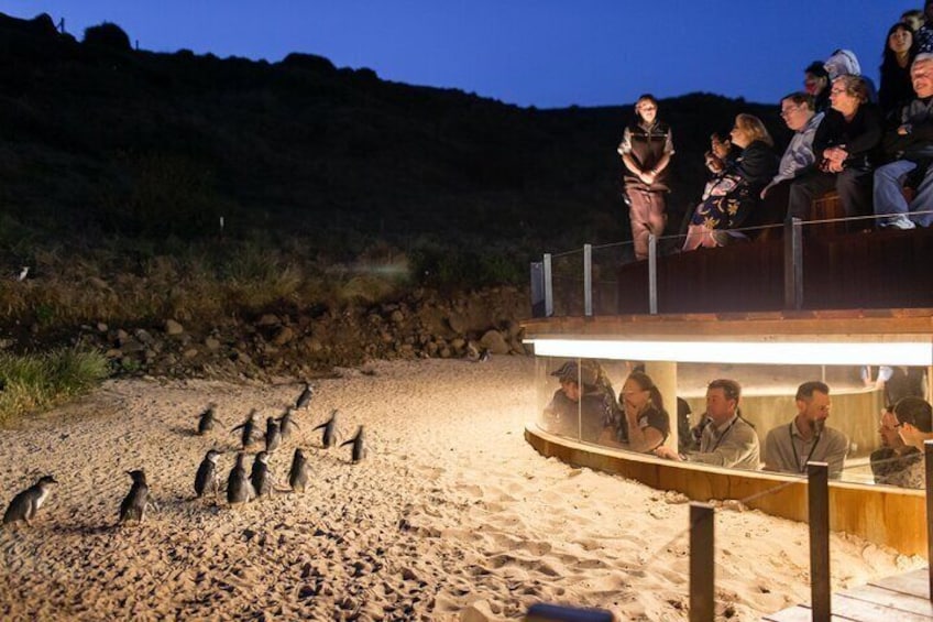The Penguin Parade on Phillip Island. The perfect end to this 2 day tour.