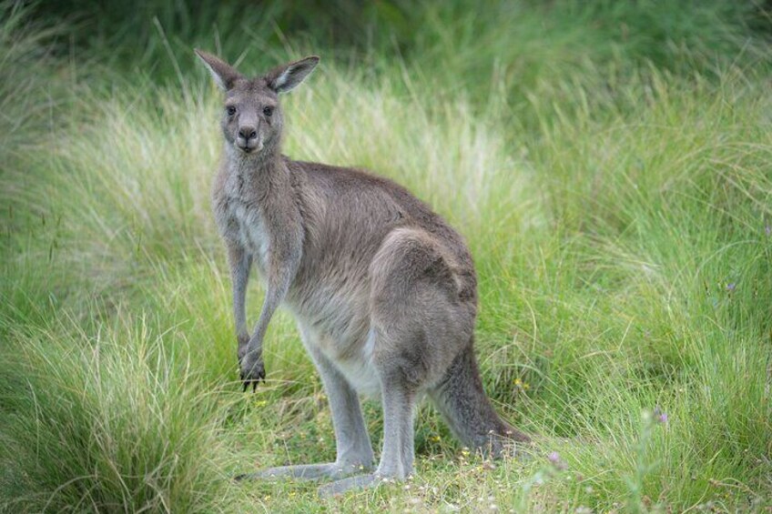 Wild Kangaroo & wallaby spotting (Guaranteed sightings!)