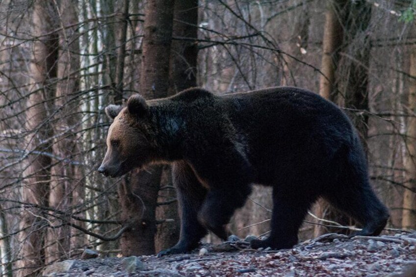 Private Brown Bear Watching Experience near Odorheiu Secuiesc