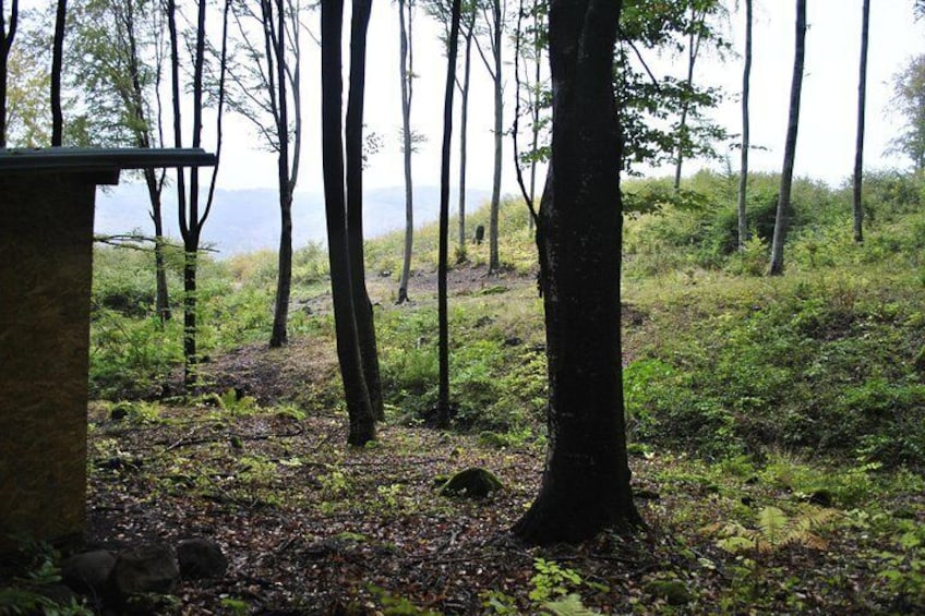 Private Brown Bear Watching Experience near Odorheiu Secuiesc