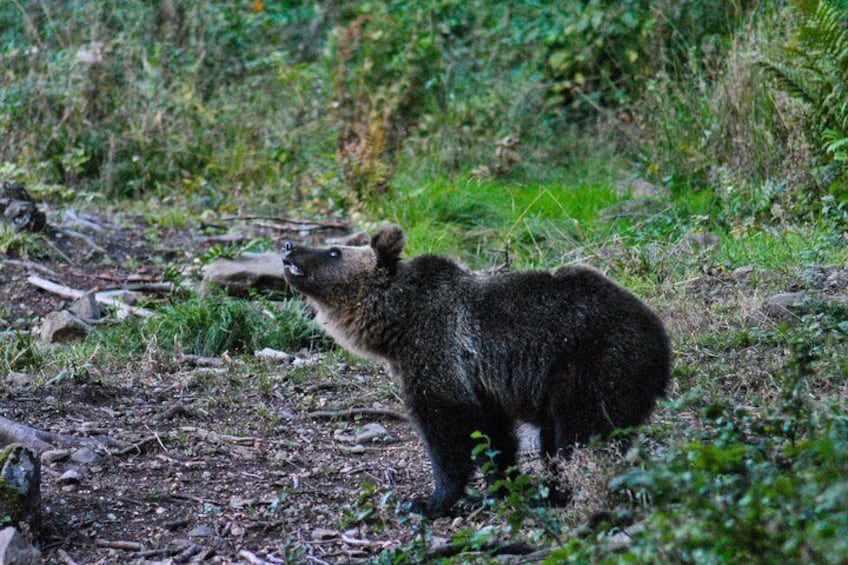 Private Brown Bear Watching Experience near Odorheiu Secuiesc