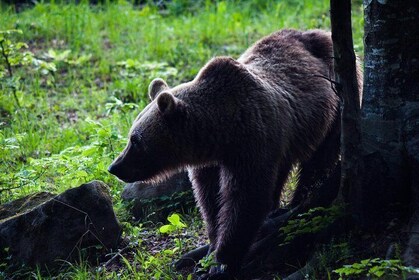 Private Brown Bear Watching Experience near Odorheiu Secuiesc