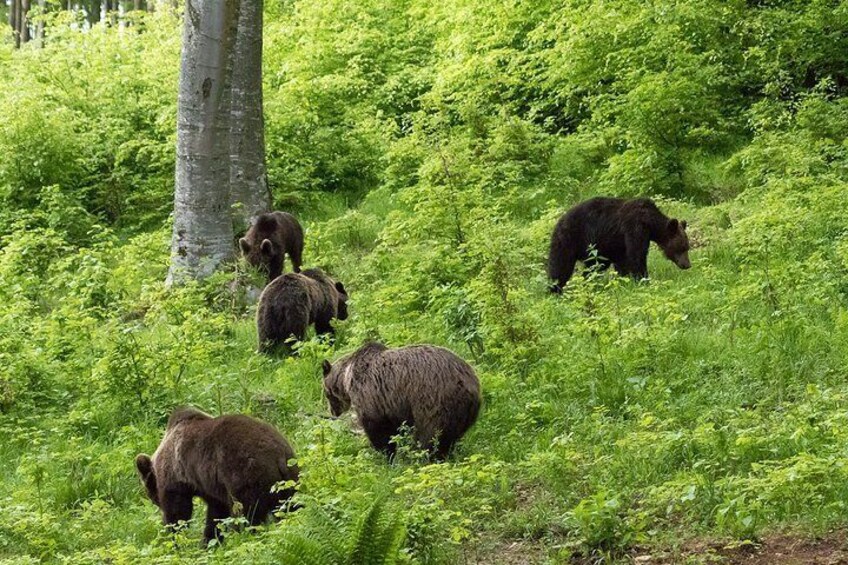 Private Brown Bear Watching Experience near Odorheiu Secuiesc