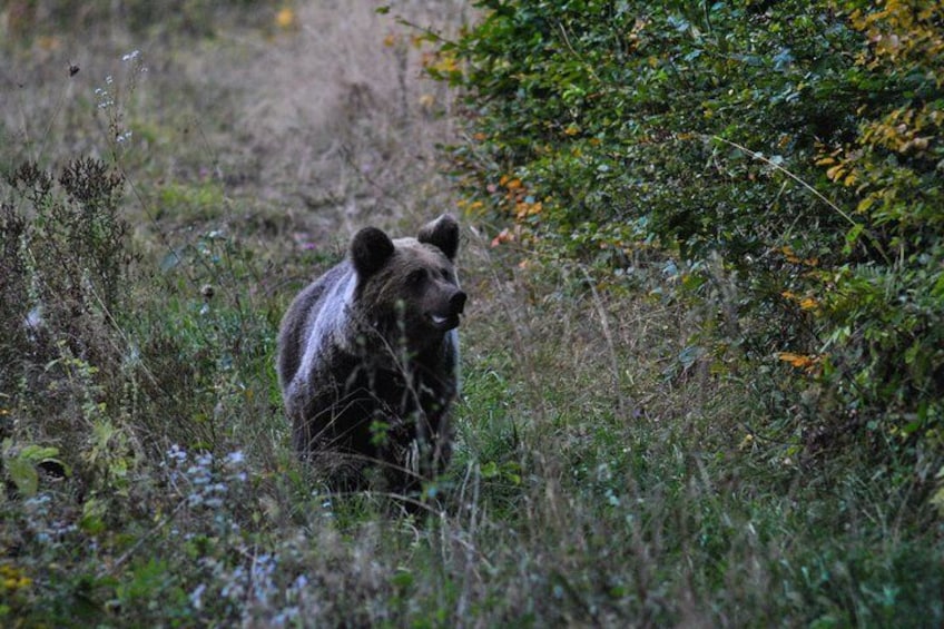 Private Brown Bear Watching Tour