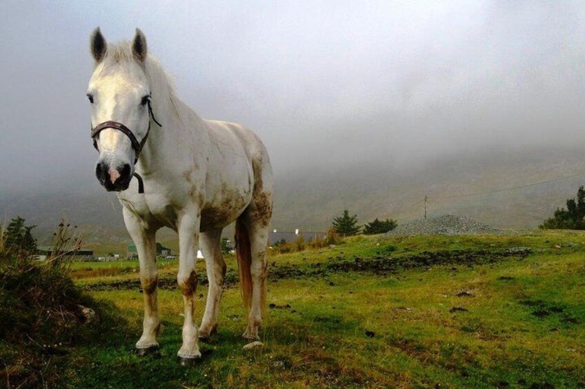 Old traditional Irish storytelling tales from Connemara, Guided 2 hours.