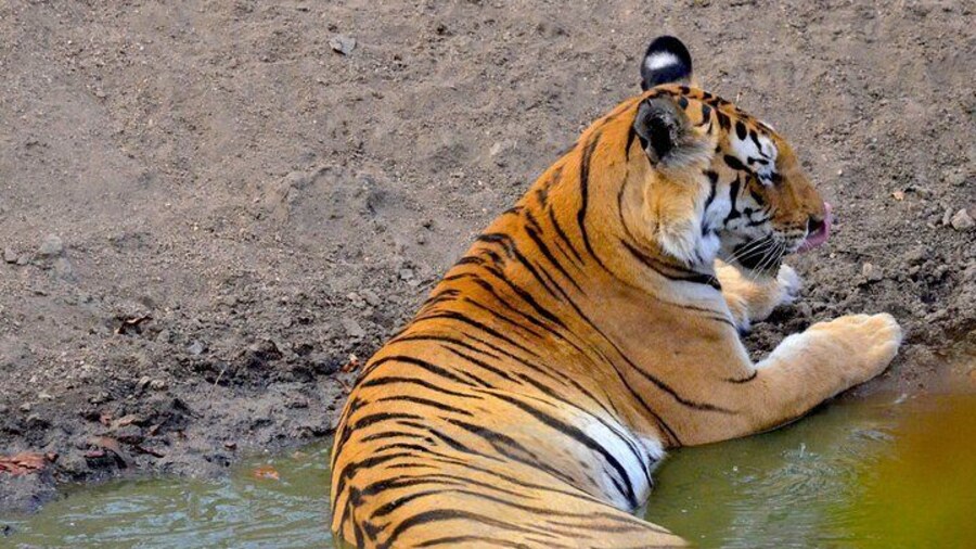 Vandalur Zoo
