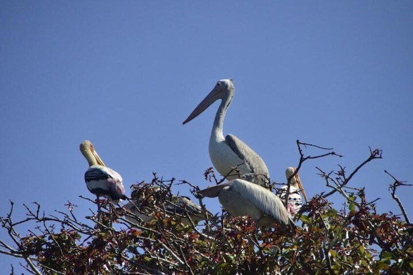 Vedanthangal Bird Sanctuary