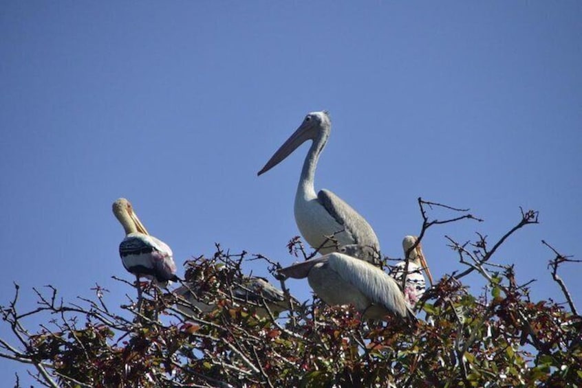 Vedanthangal Bird Sanctuary