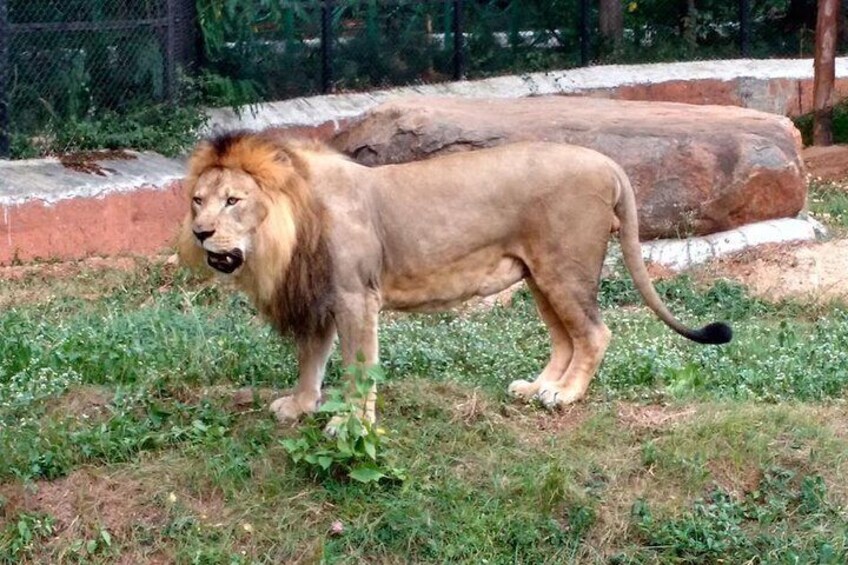 Vandalur Zoo