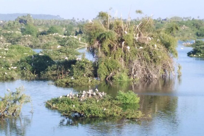 Vedanthangal Bird Sanctuary