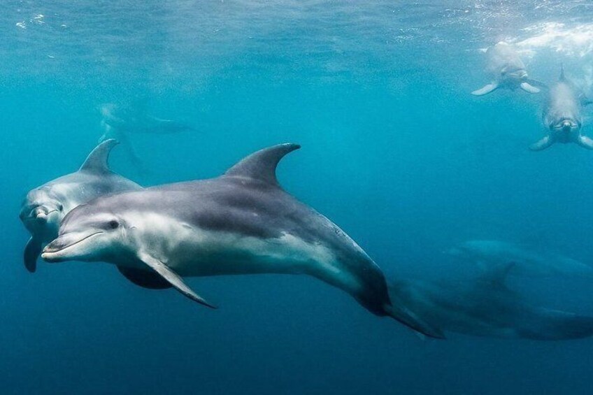Visit local resident Dolphins 