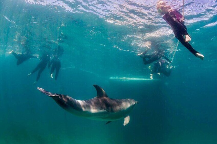 Private 2 Hour Dolphin and Seal Swim Mornington Peninsula