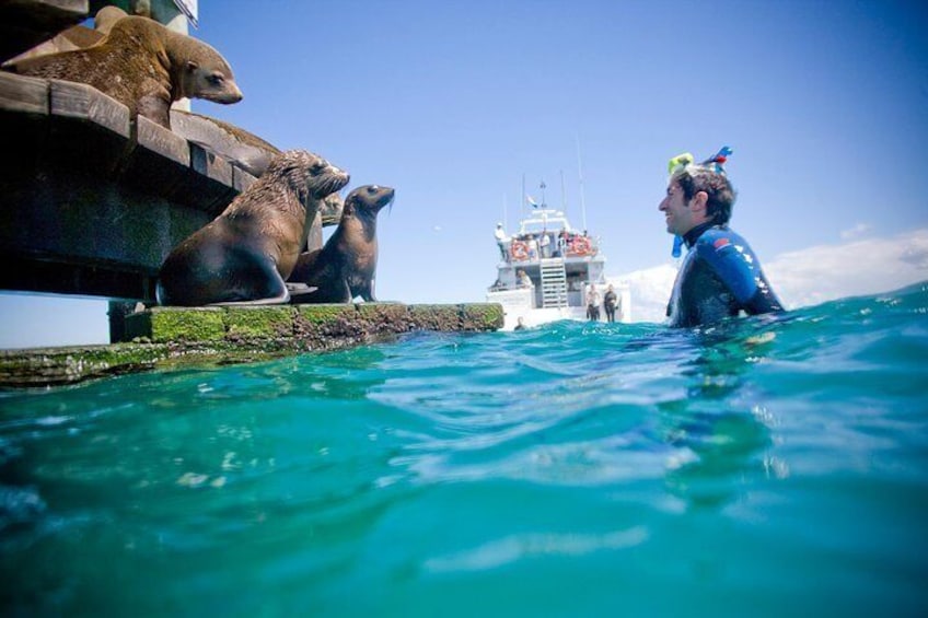 Visit Australian Fur Seals