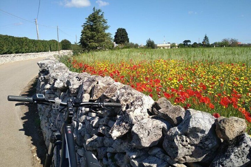 Discover Valle d 'Itria and its wines by ebike