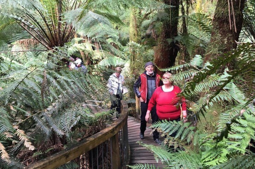 An easy, slow rainforest walk will take you way-way back in time.
